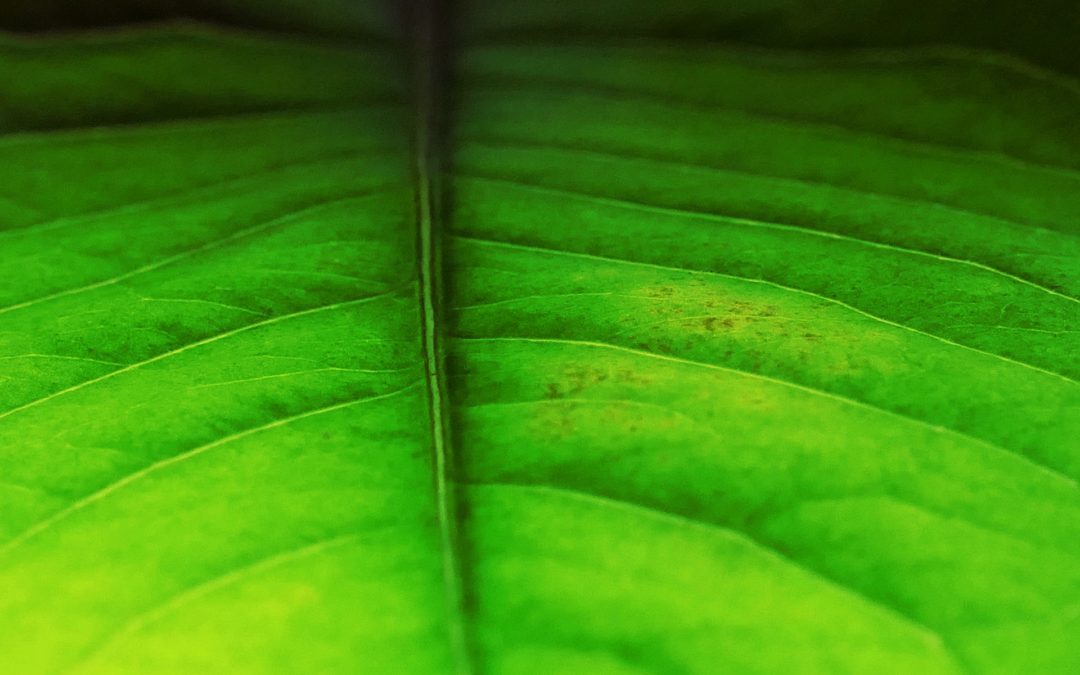 close-up of a leaf