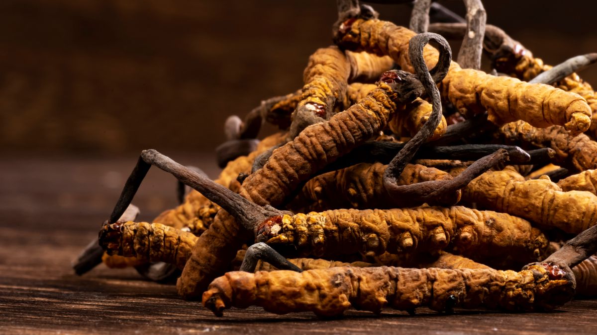 the role of cordyceps mushrooms in chinese medicine